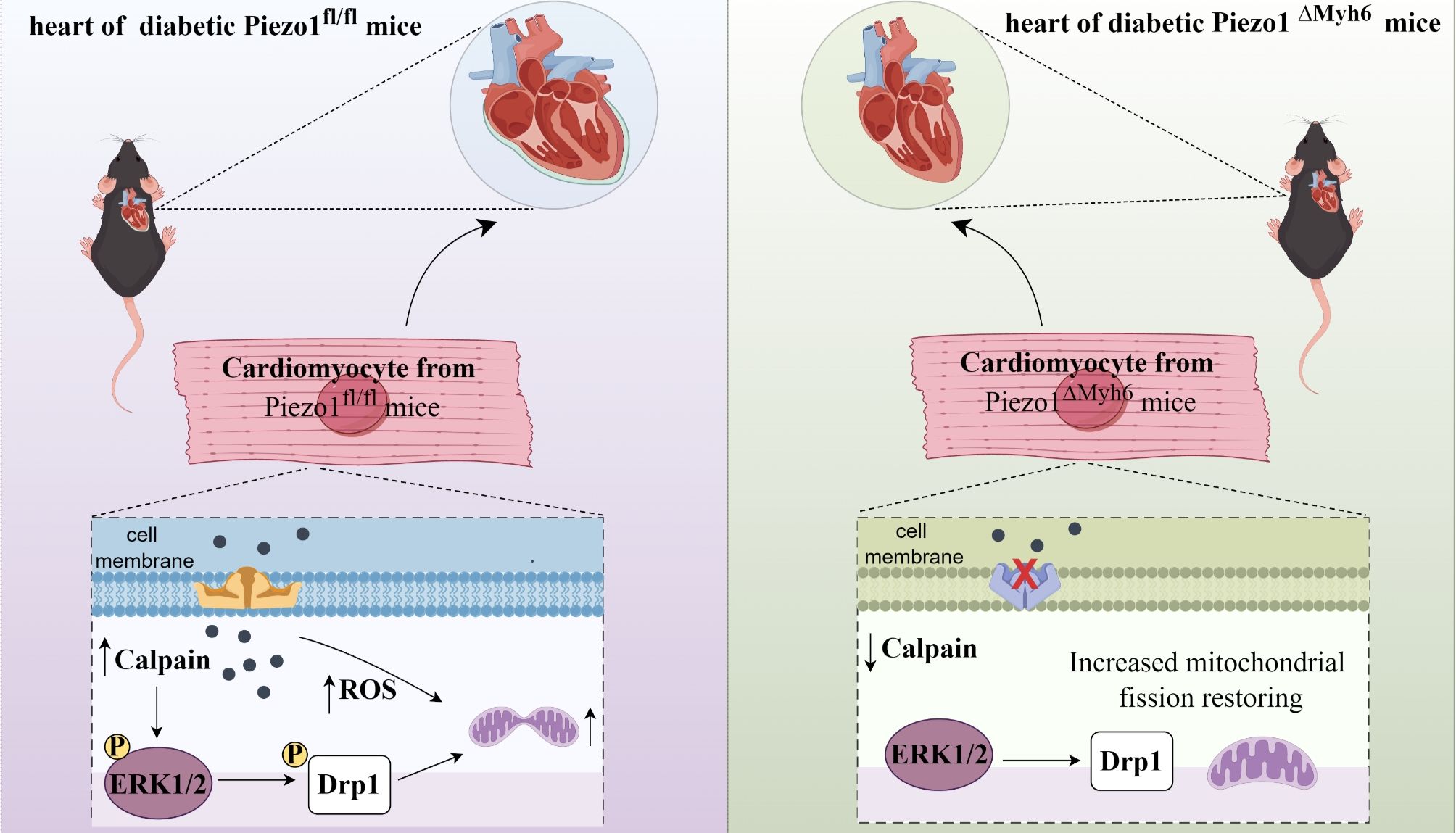 Piezo1喜登双科顶刊！"表型+分子+机制+干预"，山东中医药大学首揭Piezo1通过线粒体动态调控改善糖尿病心肌病~