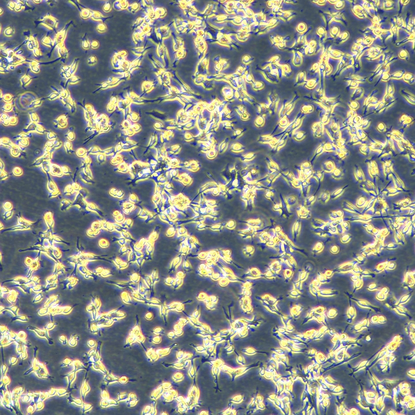 小鼠结肠癌细胞 CT26.WT（Luc2）