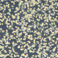 小鼠结肠癌细胞 CT26.WT(Luc2)