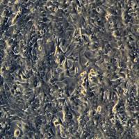 浙江(杭州)美森 小鼠肝癌细胞仑伐替尼耐药株 Hep1-6/Lenvartini