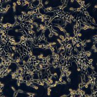 小鼠海马神经元细胞系 HT22