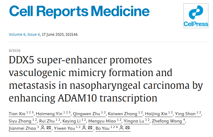 IF10 +发文秘钥！外泌体 ADAM10 成 VM 形成“关键内援”，DDX5 增强子调控机制全解析