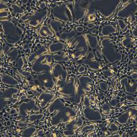 小鼠结肠癌细胞 Colon26