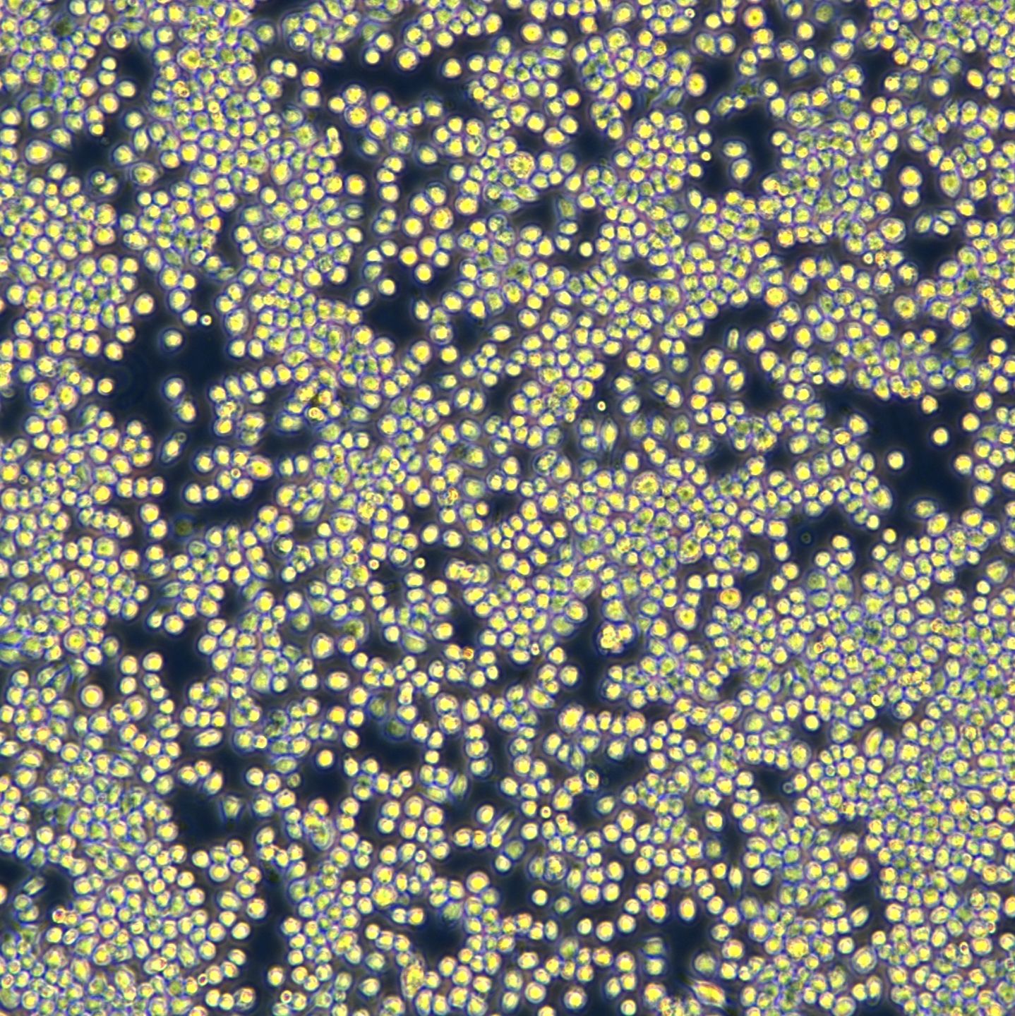 小鼠肺泡巨噬细胞系 MH-S