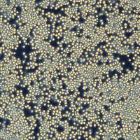 小鼠肺泡巨噬细胞系 MH-S