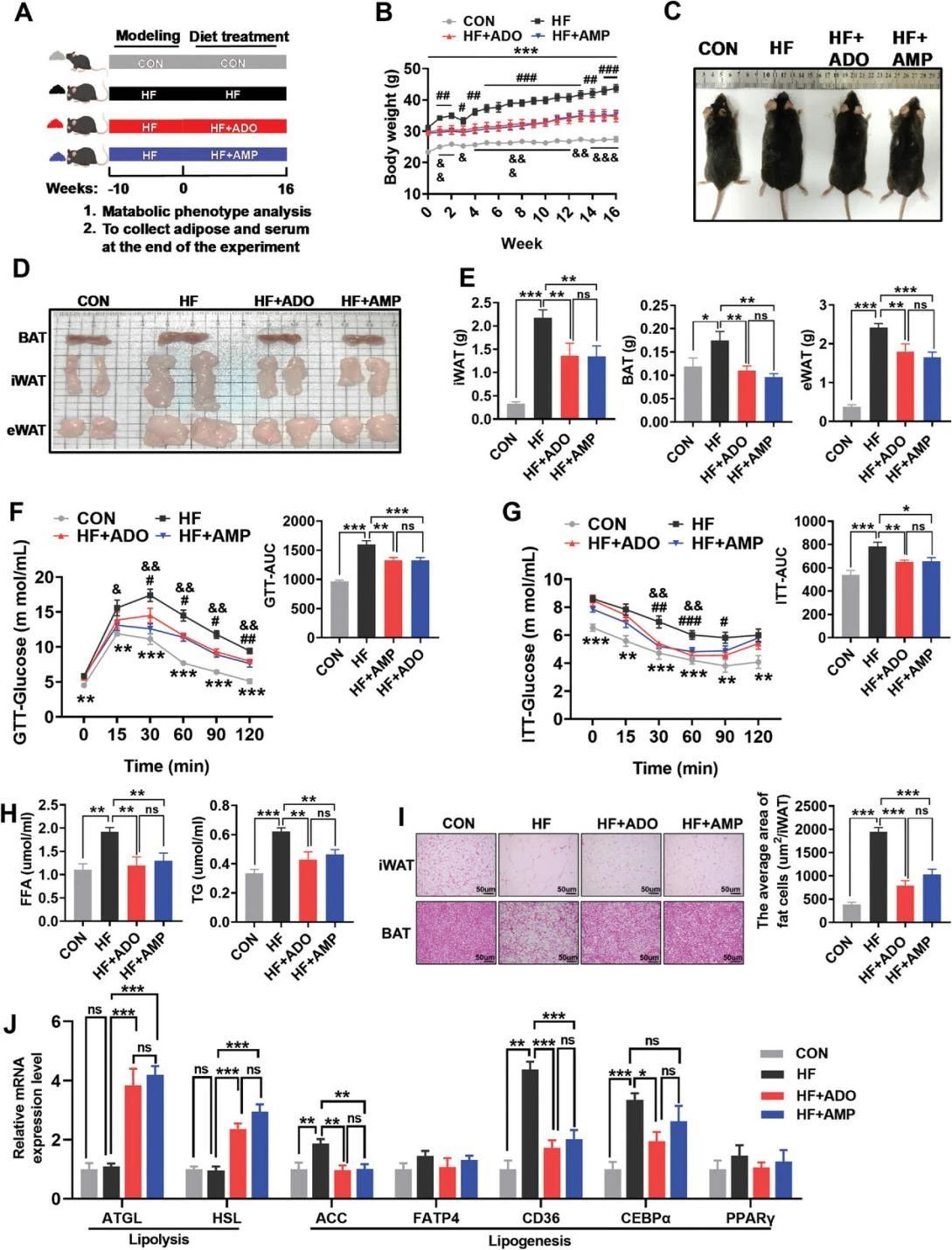 IF=14.3|脂肪分解的“开关”——AMP或成为改善肥胖的关键靶点