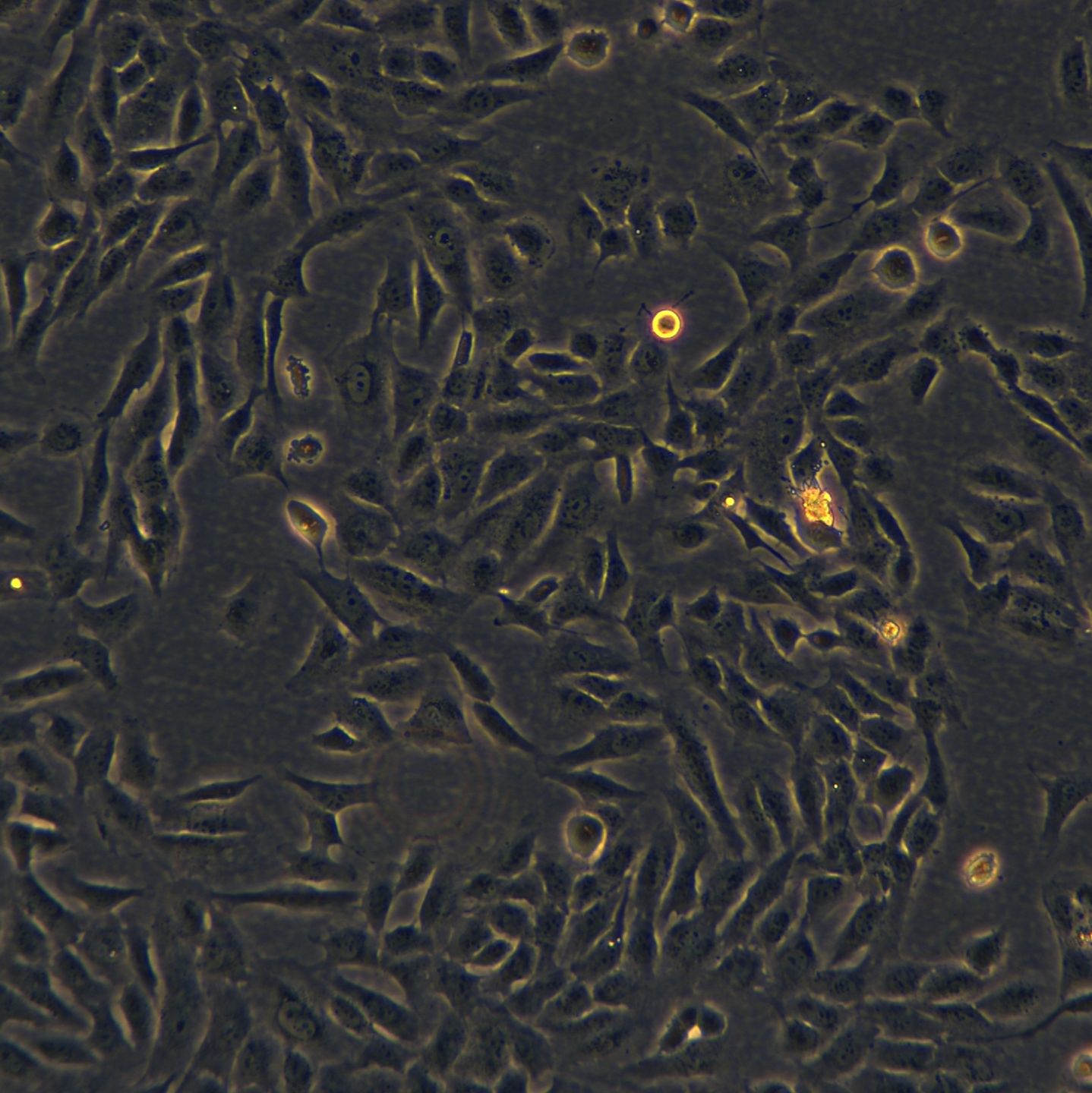 人永生化头皮毛囊真皮乳头细胞 KNU-201