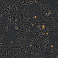 人永生化头皮毛囊真皮乳头细胞 KNU-201