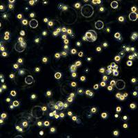 浙江美森-小鼠肝癌细胞 H22