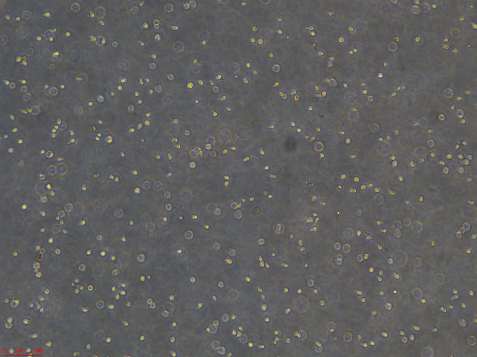 SU-DHL-4-NEW  低.jpg