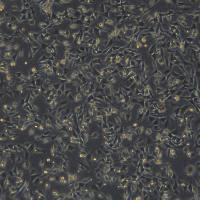 小鼠胚胎瘤细胞 ATDC5