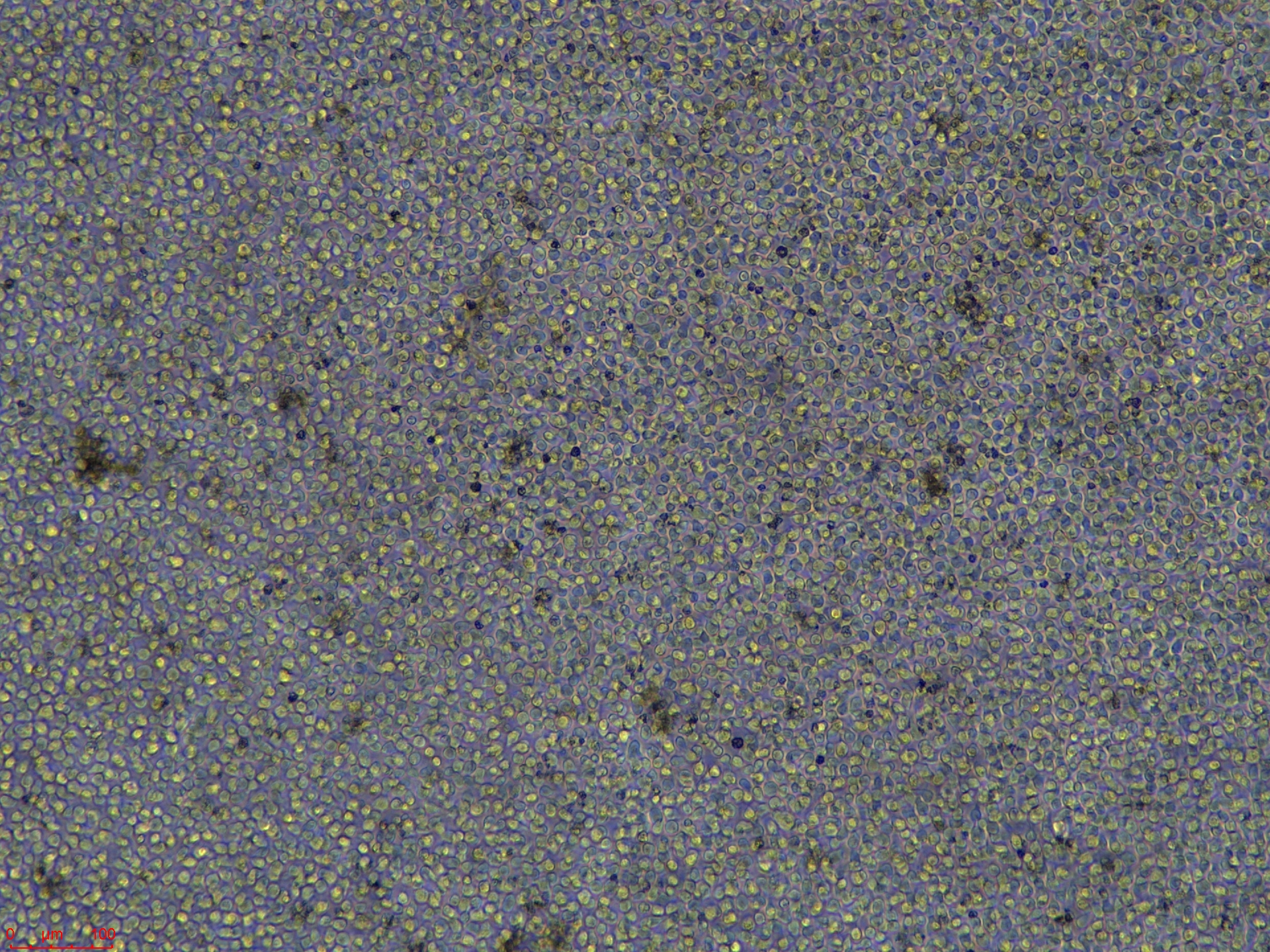 SU-DHL-4-NEW  高.jpg