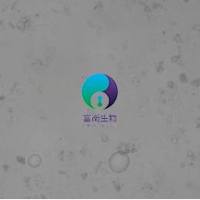 大鼠前脂肪细胞