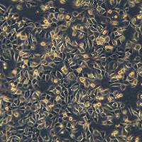 胰腺腺癌细胞 Panc02.03