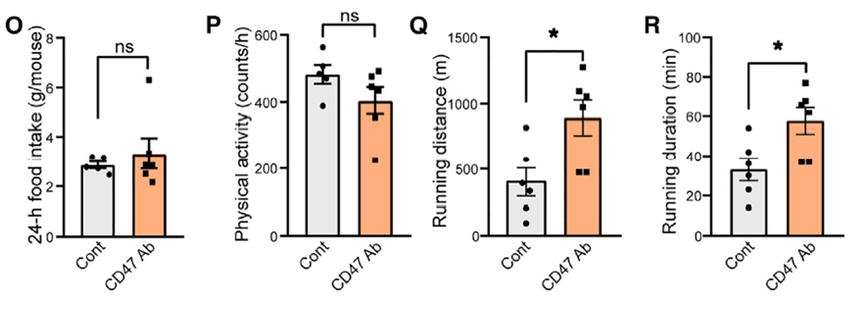 自发食物摄入和身体活动及在跑步机上测量的跑步距离和持续时间