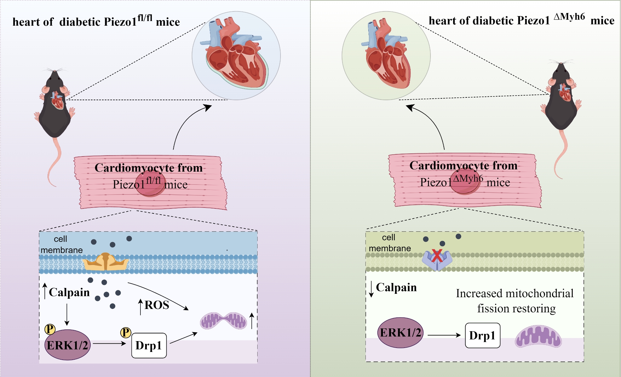 Piezo1通过Calpain/ERK1/2/Drp1通路调控糖尿病心肌病（DCM）的示意图。