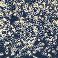 人胸膜间皮瘤细胞 NCI-H226