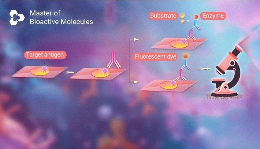 常见实验技术∶ 免疫染色 (IHCICCIF) Get 全流程!_MedChemExpress(MCE 中国)