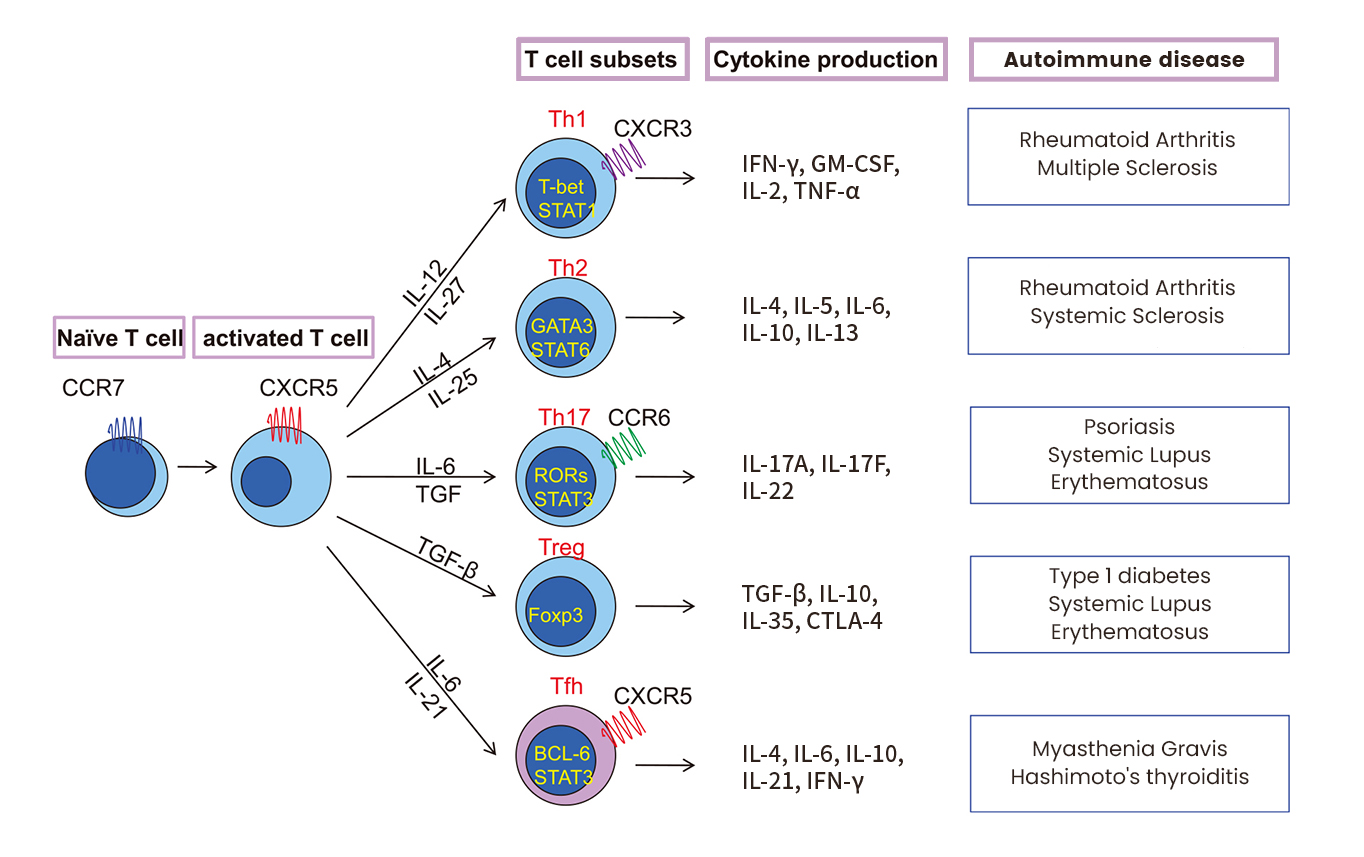 综述自免疾病中的关键生物标志物研究，解密自身免疫性疾病的“预警密码”