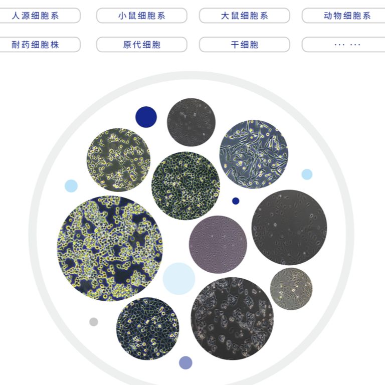 MFH-ino 人肉瘤细胞