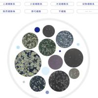 RMGI 人卵巢癌细胞