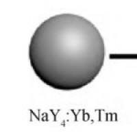 β-环糊精纳米颗粒包载Brucine 