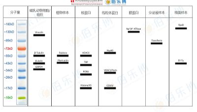 选对内参蛋白，实验成功一半！生物小白必看指南