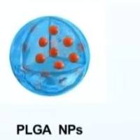 聚乳酸-羟基乙酸共聚物纳米颗粒包裹丁香苦苷 PLGA NPs@Syringopicroside
