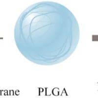聚乳酸-羟基乙酸共聚物纳米粒包载喹硫平 PLGA NPs@QTP