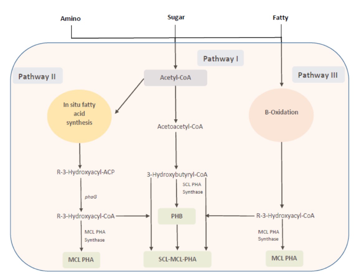 IKA HABITAT | 让微生物