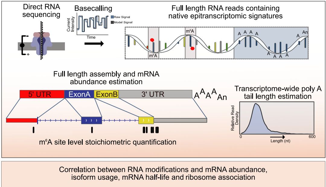 DRS应用十佳案例：解锁nanopore全长RNA直接测序的变革性力量 