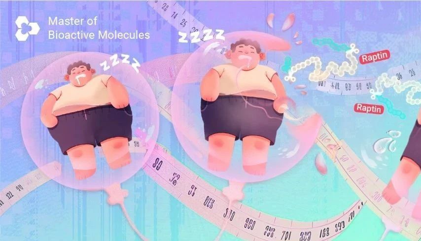 激素 Raptin, 或能帮你 "睡" 出好身材!