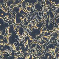 小鼠肝癌细胞 Hep-53.4（luc2）