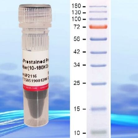 3-color prestained Protein ladder (10-180KD)