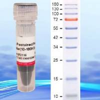 3-color prestained Protein ladder (10-180KD)