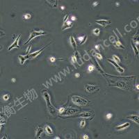 恒河猴胚肾细胞;FRhK-4