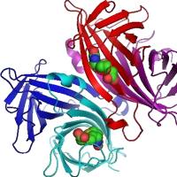 负载虾青素的牛血清白蛋白纳米颗粒被聚乙二醇修饰 AST@BSA NPs-PEG