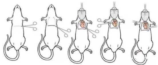 AAV研究指南-心脏和血管篇