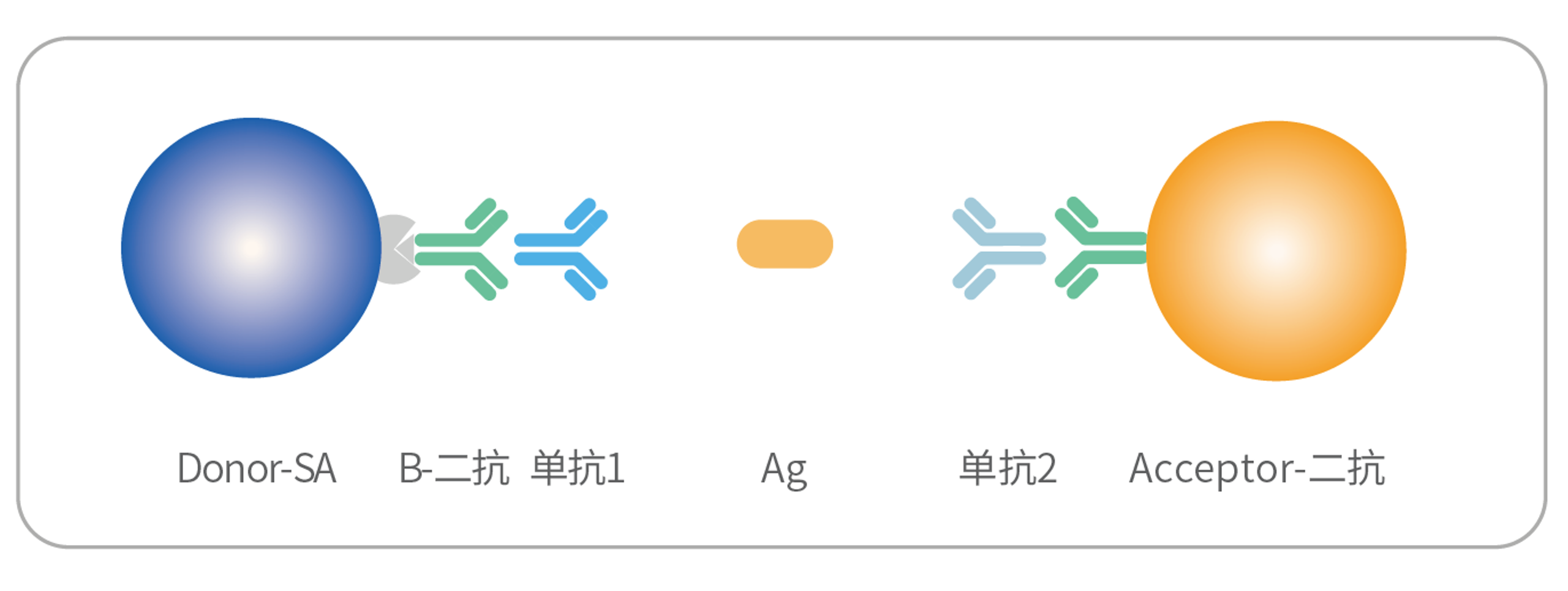 告别繁琐，迎接高效丨配对抗体筛选方法的简化新方案