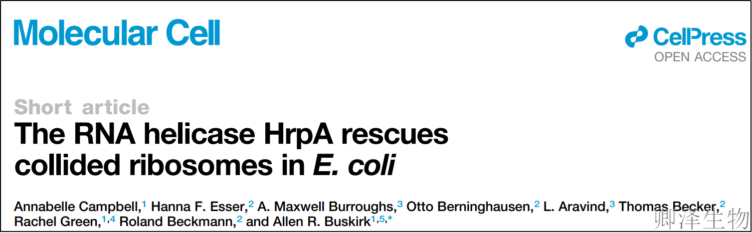 【翻译组技术文献】 | 细菌的"拆弹专家"：HrpA如何化解抗生素引发的核糖体"连环撞车"