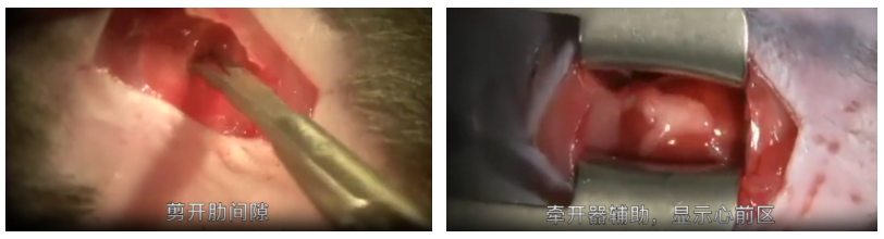 AAV研究指南-心脏和血管篇