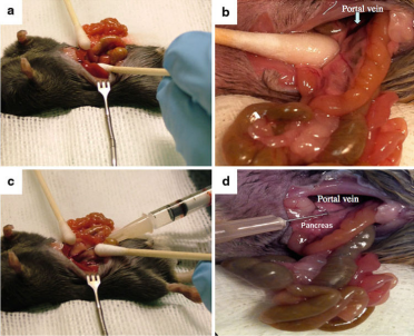 AAV 研究指南-肝脏篇