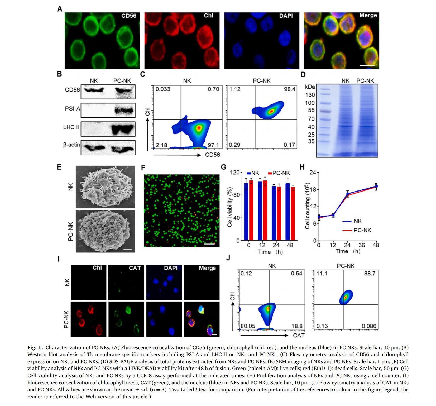 植物化学修饰的自然杀伤细胞重编程肿瘤微环境以实现实体瘤的强效免疫治疗