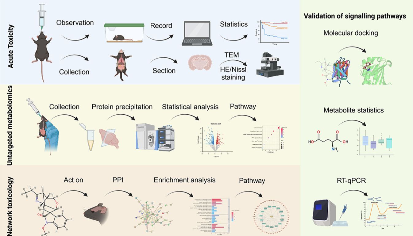 IF:6.7，别卷了！“代谢组+网毒+对接+验证”组合拳，2个月躺发一区！新赛道快上车！
