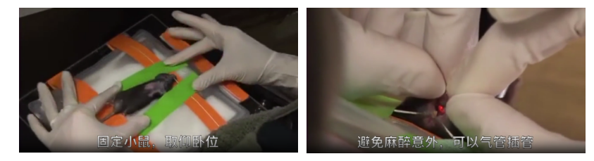 AAV研究指南-心脏和血管篇