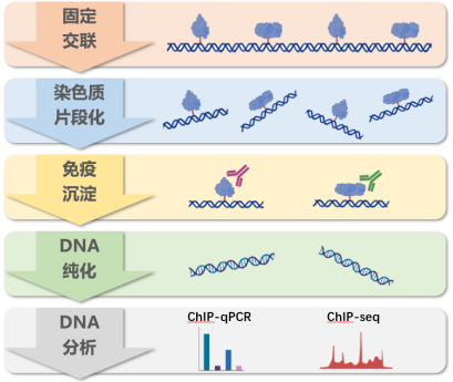 ChIP实验Ⅰ转录因子调控启动子验证方案