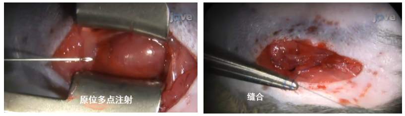 AAV研究指南-心脏和血管篇