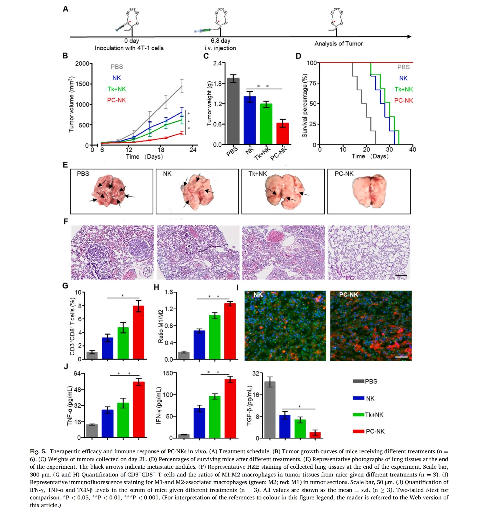 植物化学修饰的自然杀伤细胞重编程肿瘤微环境以实现实体瘤的强效免疫治疗