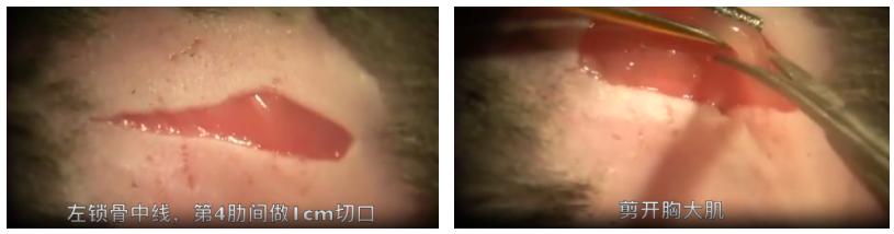 AAV研究指南-心脏和血管篇