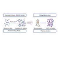 负载蛋白质的聚（乙二醇）-b-聚（丙交酯）纳米颗粒 Pro@PEG-b-PLA NPs